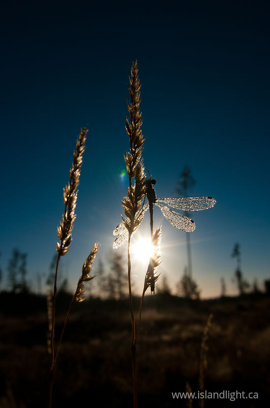   Damselfly photo