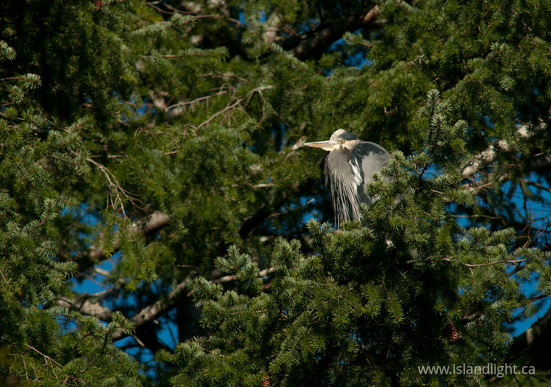   Heron photo
