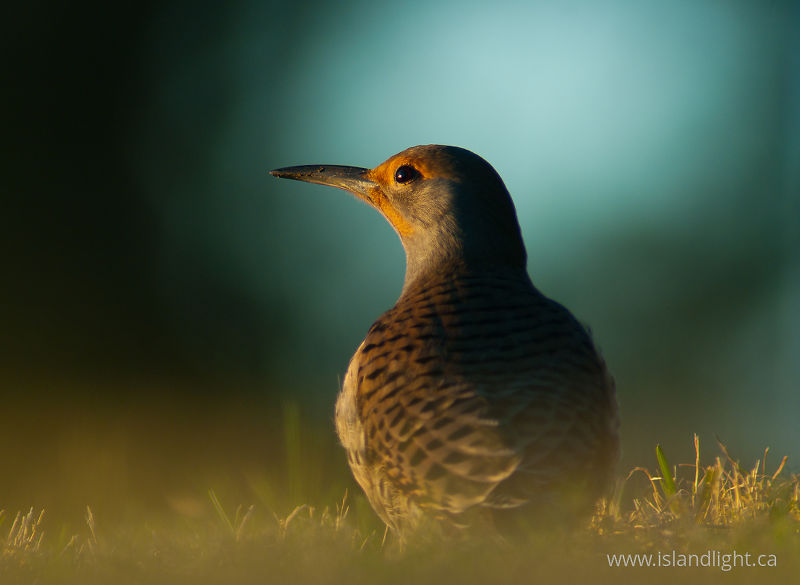   Woodpecker photo