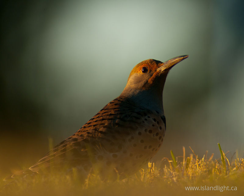   Woodpecker photo