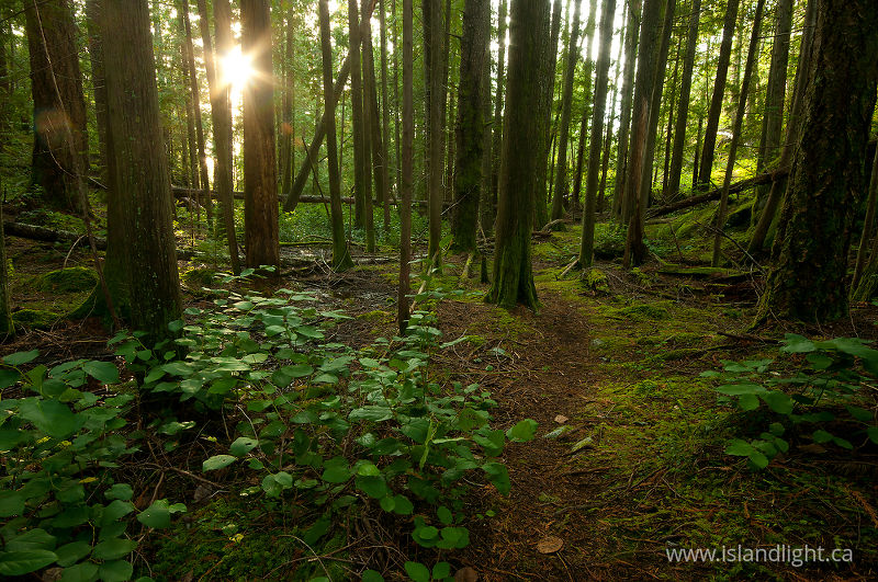   Forest photo