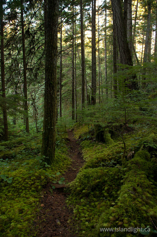   Forest photo