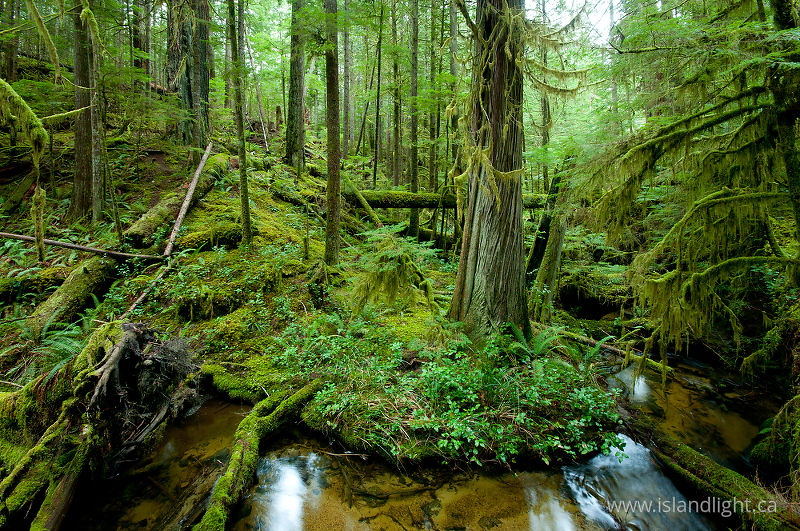   Forest photo