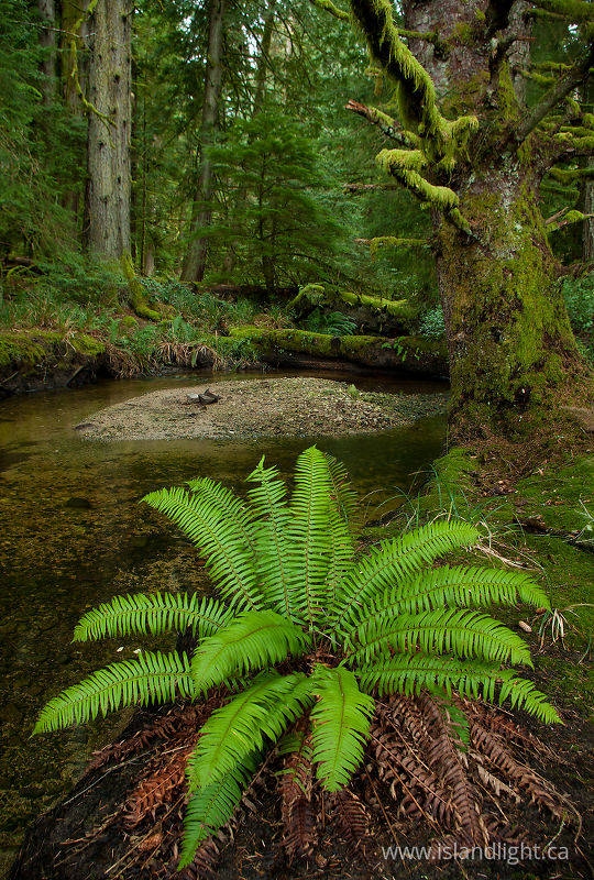   Forest photo