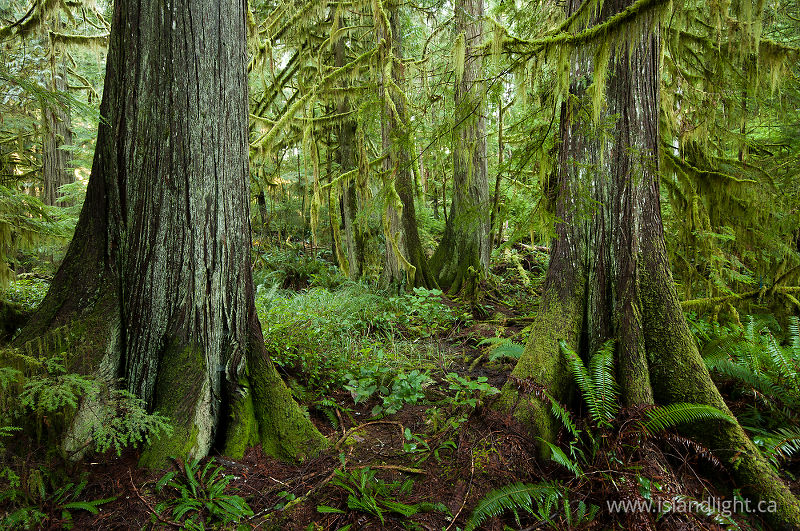   Forest photo