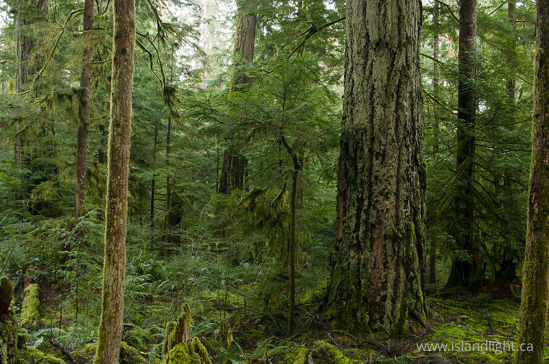   Forest photo
