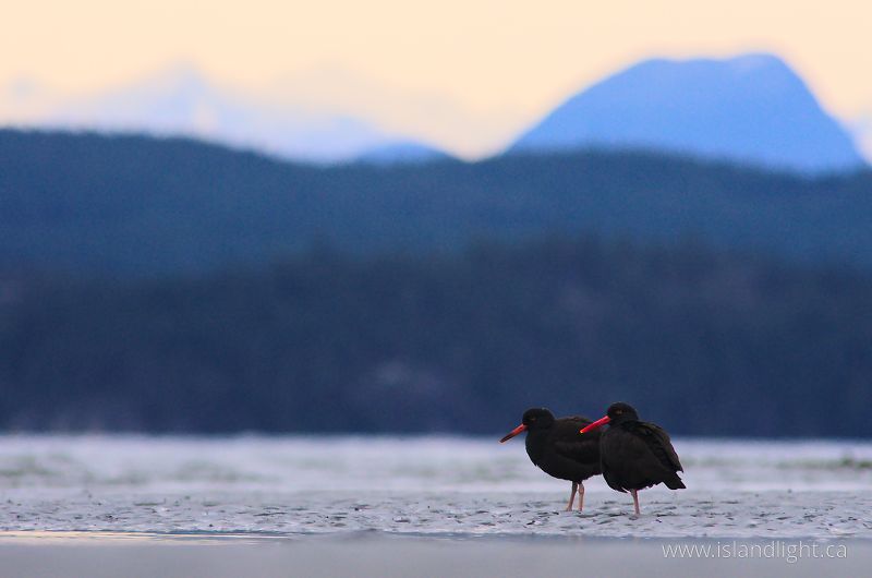 Pair of Black Oystercatchers - Cortes Island Oystercatcher photo