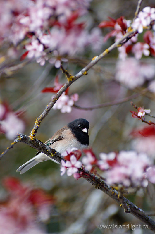 Junco in the Cherry Tree - Cortes Island Junco photo
