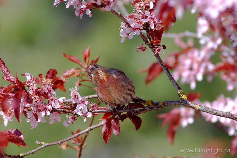 House Finch under Cherry Blossoms - Cortes Island Finch photo