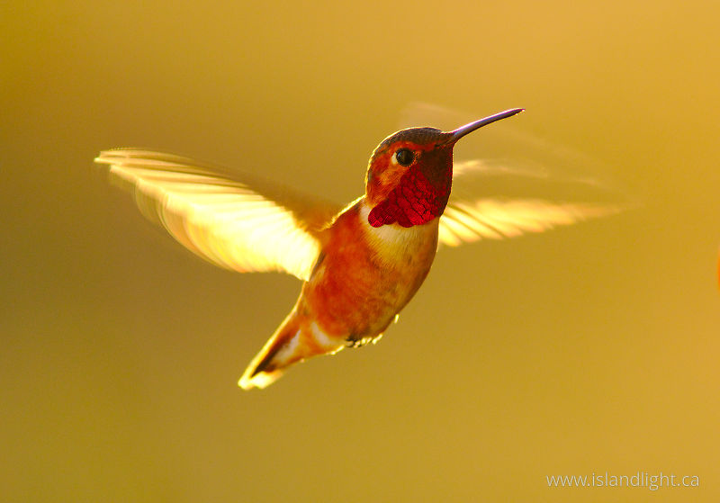   hummingbird photo