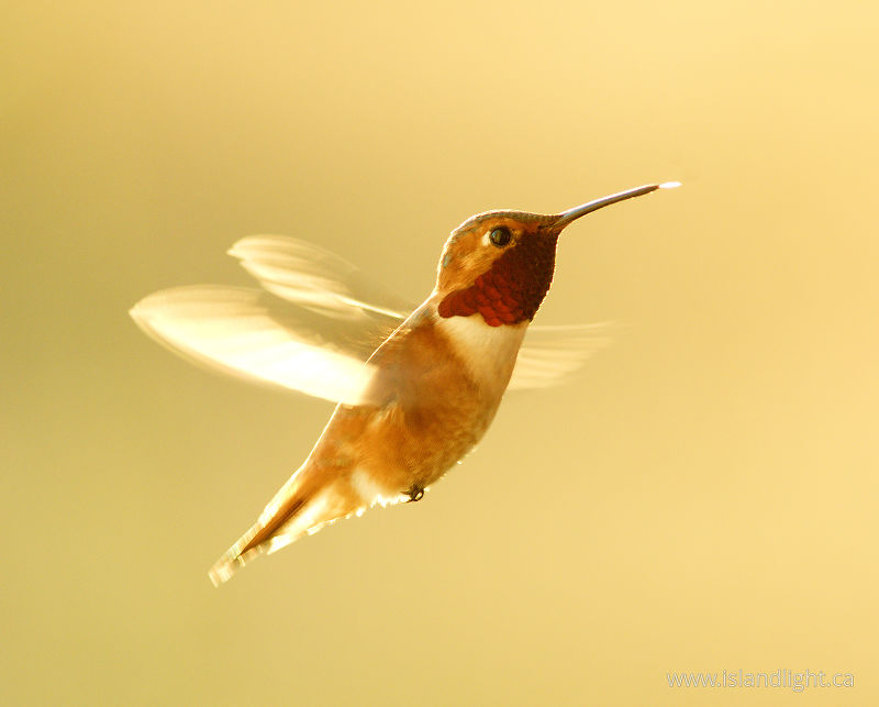 Back-lit Rufus Hummingbird -   photo