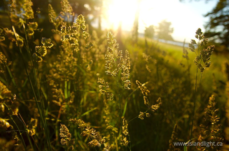   Wild-grass photo