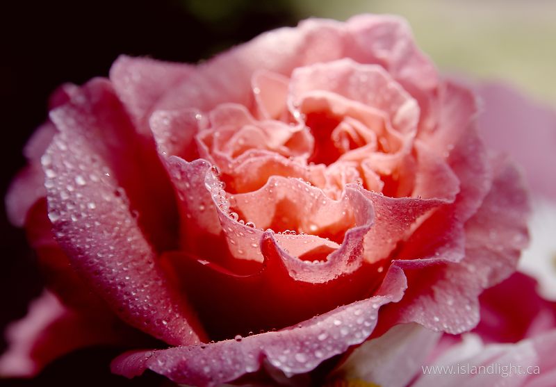   Flower photo