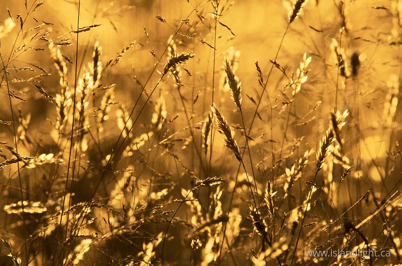   Wild Grass photo