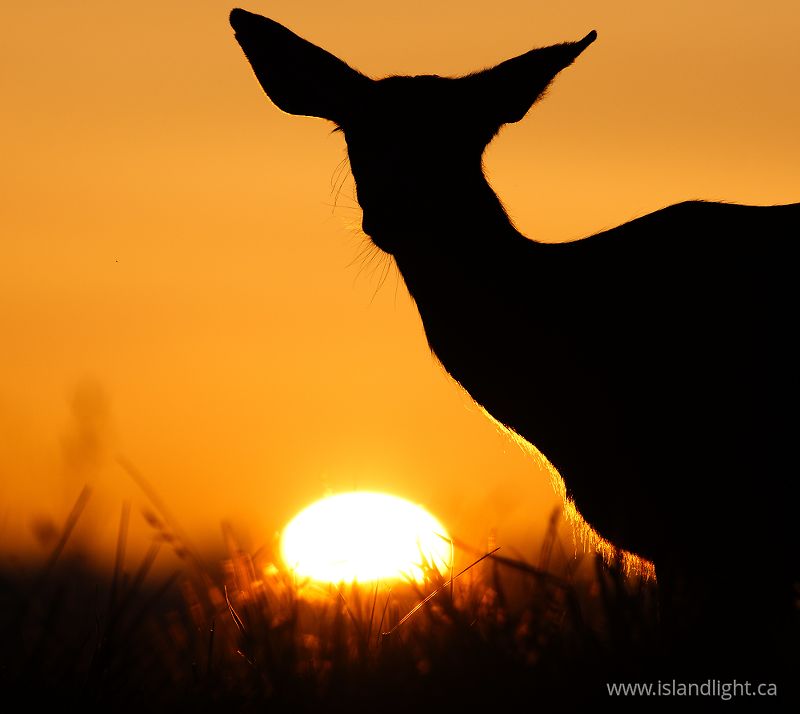   Deer photo