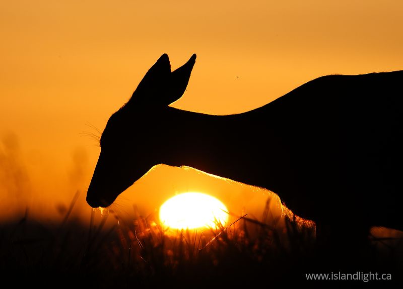   Deer photo