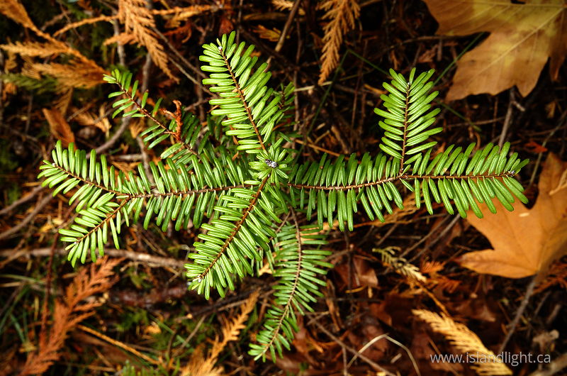 Balsam Sill Life -  Balsam Tree photo