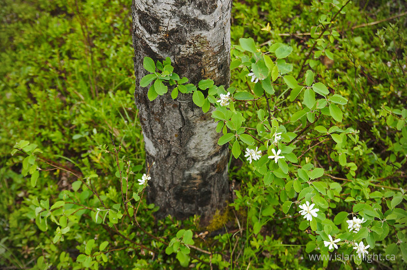   Natural Bio Diversity photo