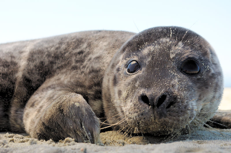   Baby Animal photo