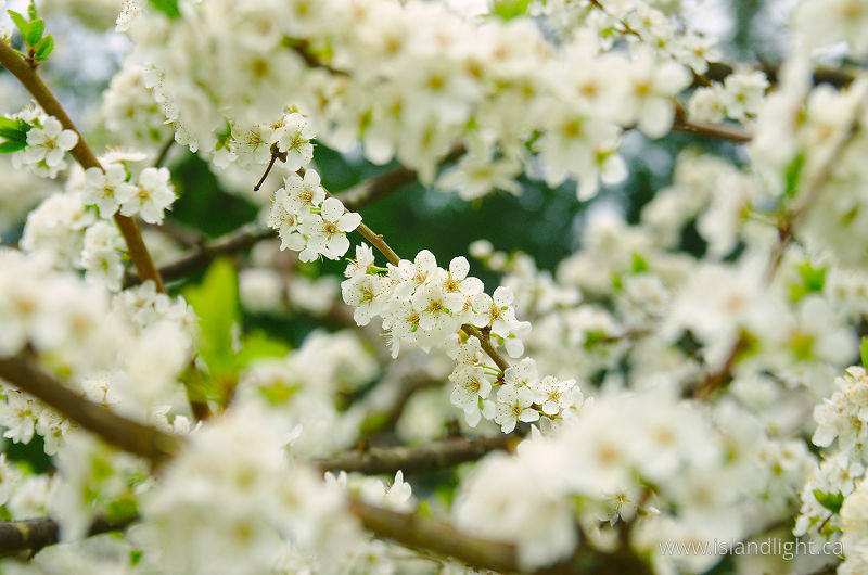 A World of White Cherry Blossoms -  Flowering Tree photo