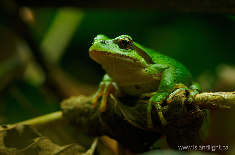   Tree Frog photo