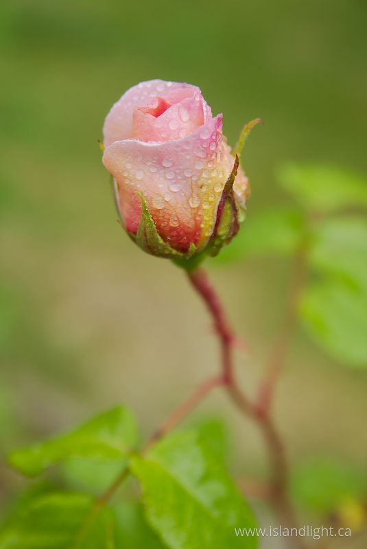   Flower photo