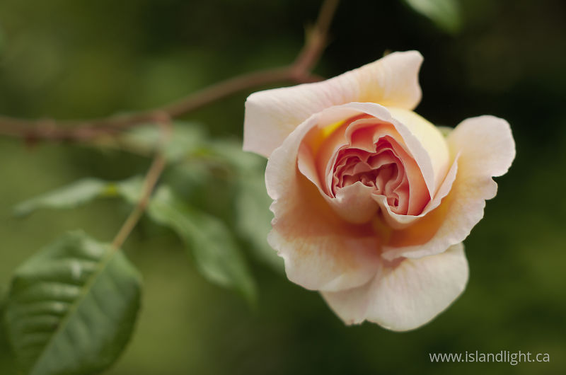   Flower photo