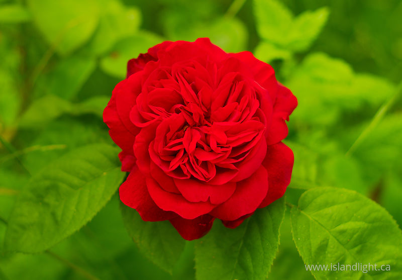Red Rose -  Flower photo