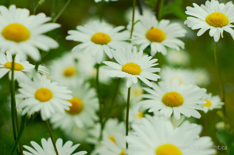   Flower photo