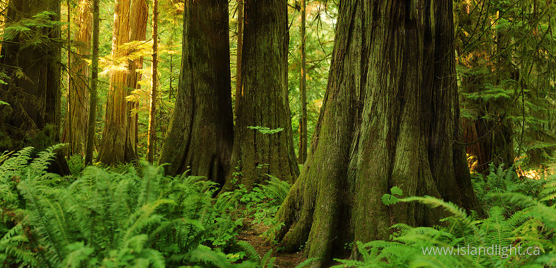  Forest photo