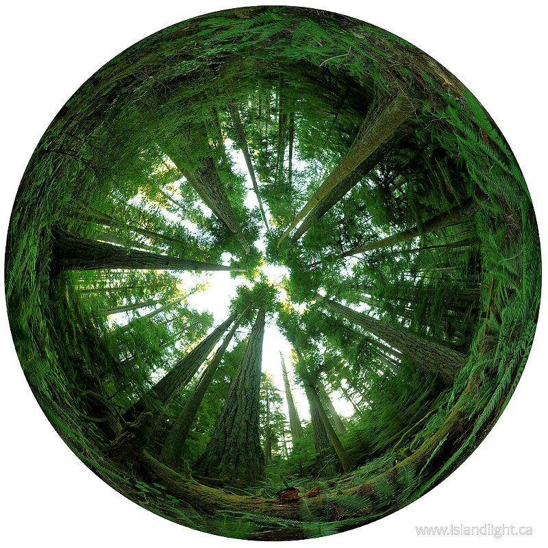   Forest photo
