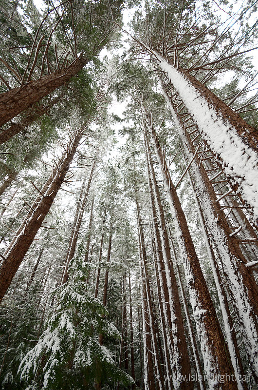   Forest photo
