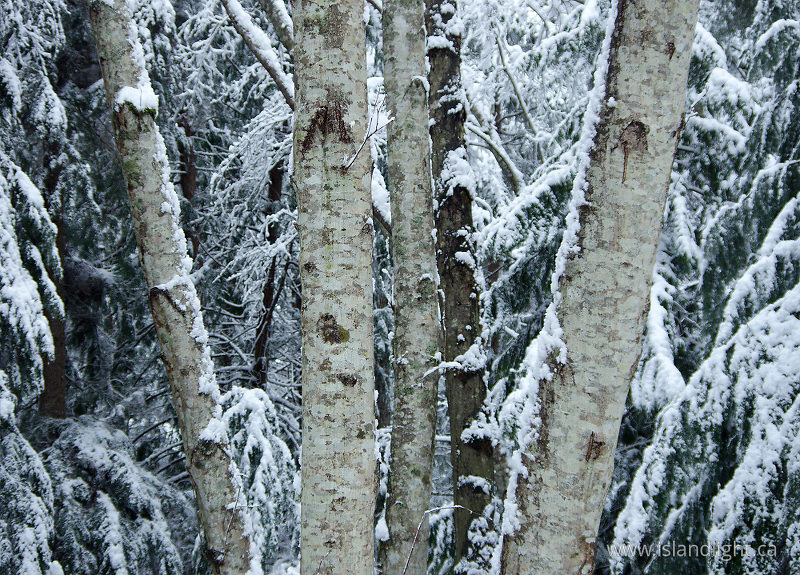   Forest photo