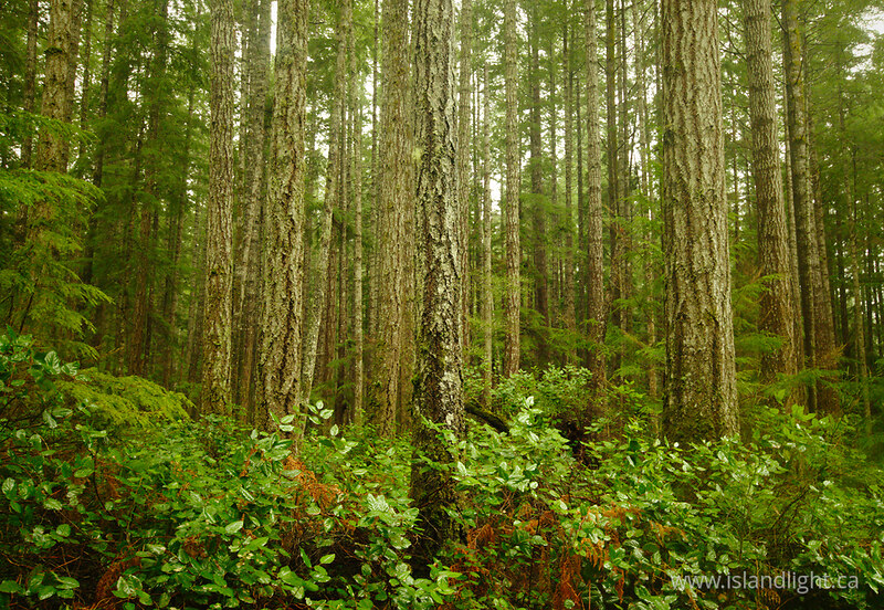 Another Day in the Forest - Cortes Island Forest photo