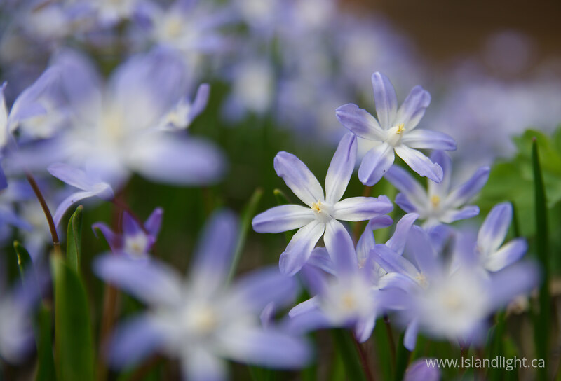  Flower photo
