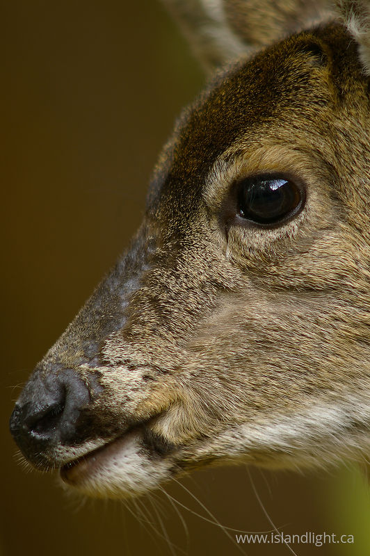  Deer photo
