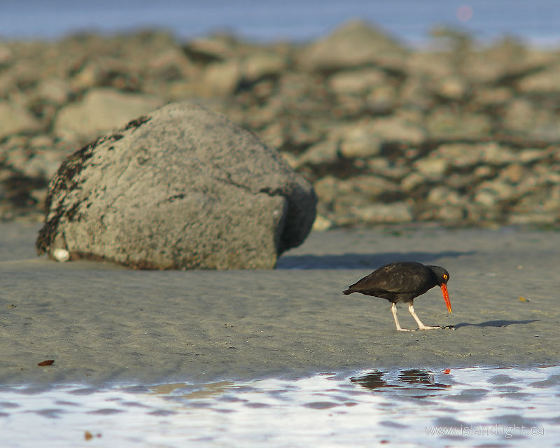   Oystercatcher photo