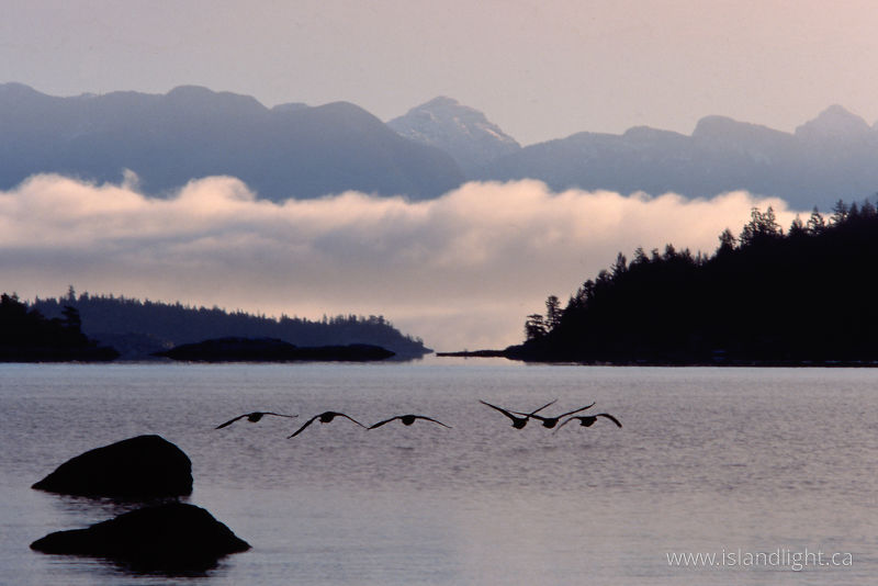   Canada Goose photo