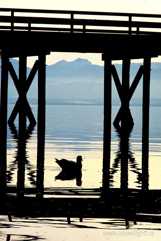  Gull photo