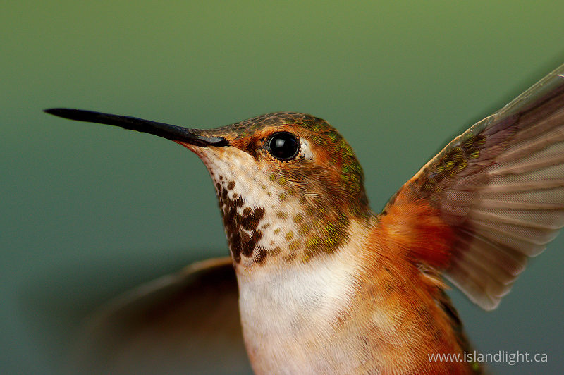   Hummingbird photo