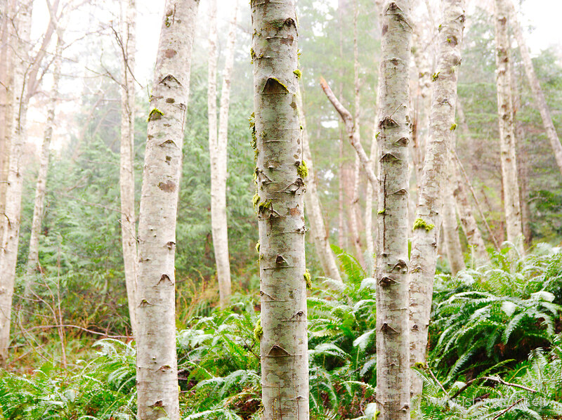 Alder Trunks in the Mist - Cortes Island Forest photo