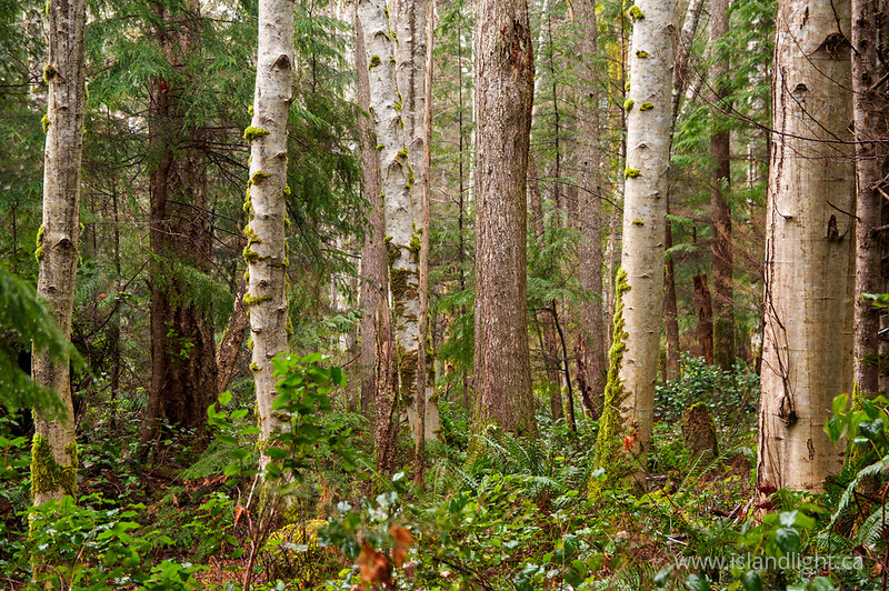 A Portrait of Biodiversity - Cortes Island Forest photo