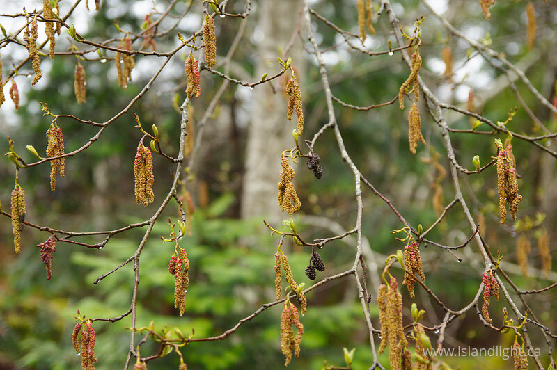 Early Spring Alder Catkins I - Cortes Island Tree photo