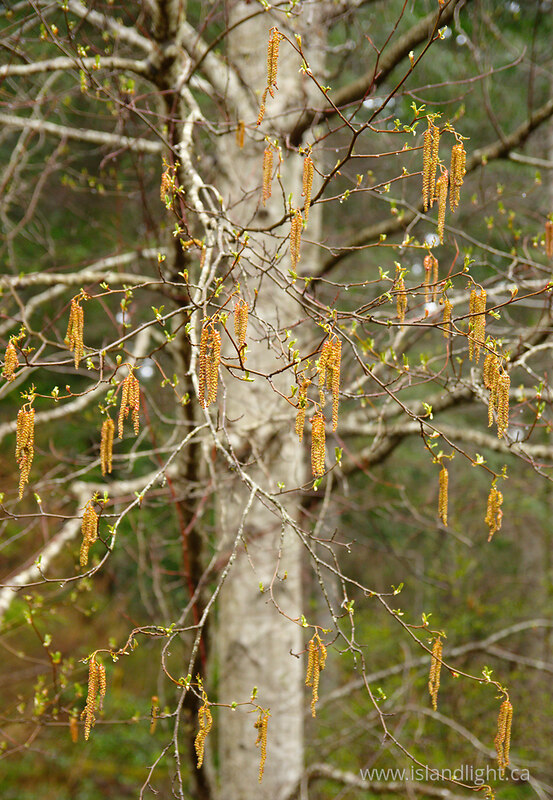 Alder Catkins - Cortes Island Tree photo