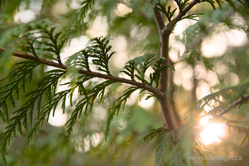 Sun on Ceder 2 - Cortes Island Tree photo