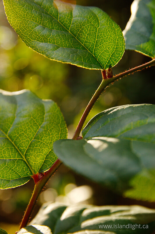 Salal Leaves - Cortes Island  photo