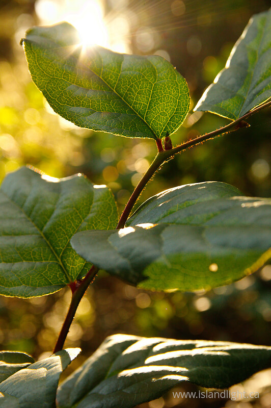 Salal Leaves in Sunlight - Cortes Island  photo