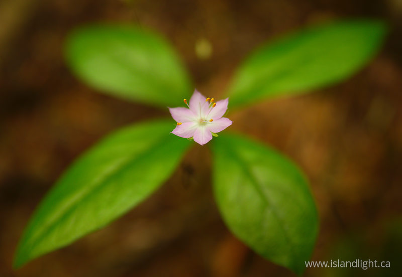   Wildflower photo