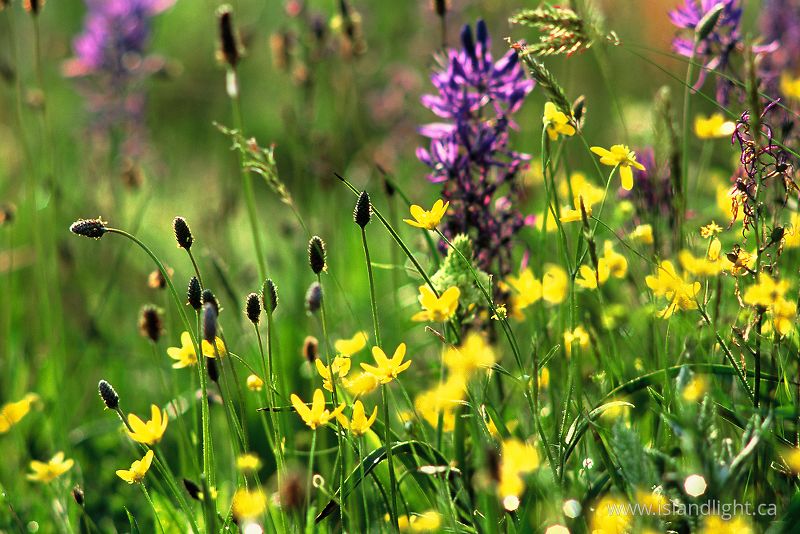   Wildflower photo
