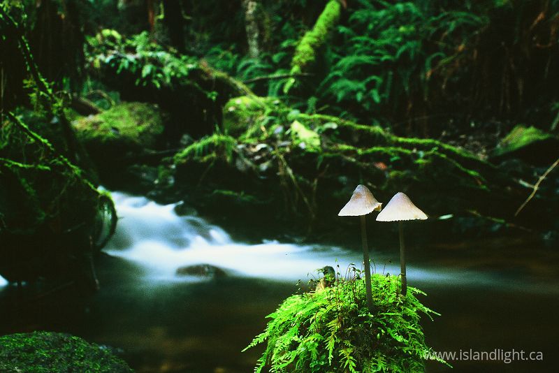   Mushroom photo